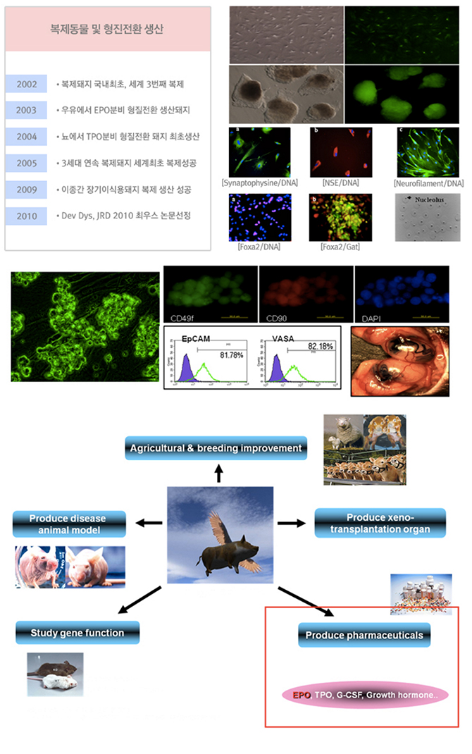 돼지배아연구팀